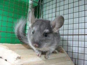 チンチラサファイア