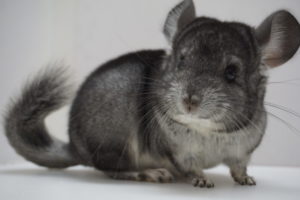 チンチラスタンダードグレー