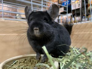 チンチラエボニー