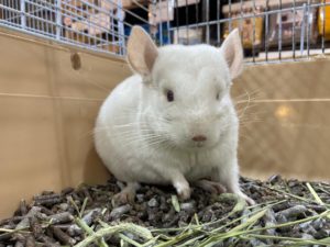 チンチラホワイト