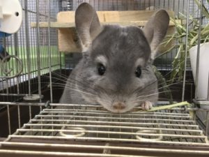 チンチラバイオレット