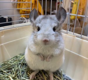 チンチラパイド