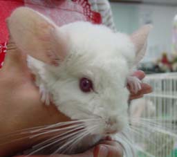 チンチラピンクホワイト