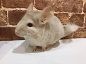 チンチラシナモン