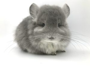 アンゴラチンチラ