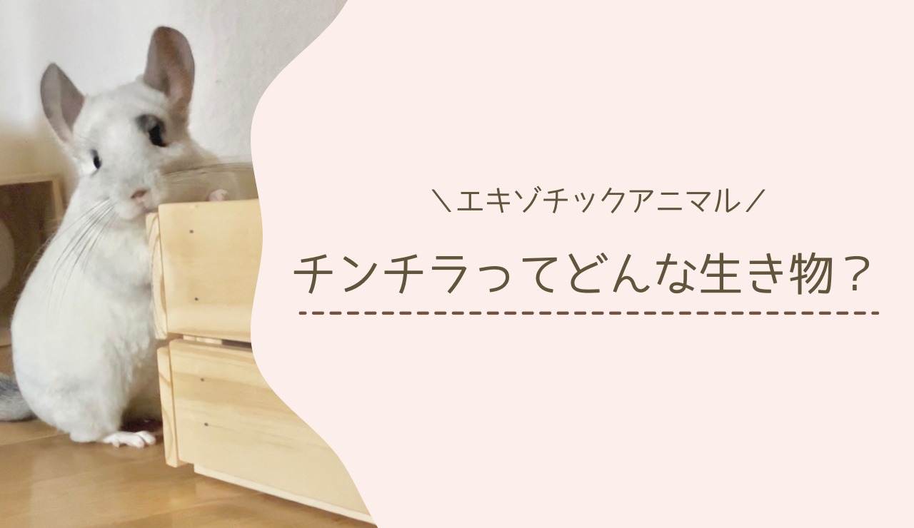 チンチラってどんな生き物？