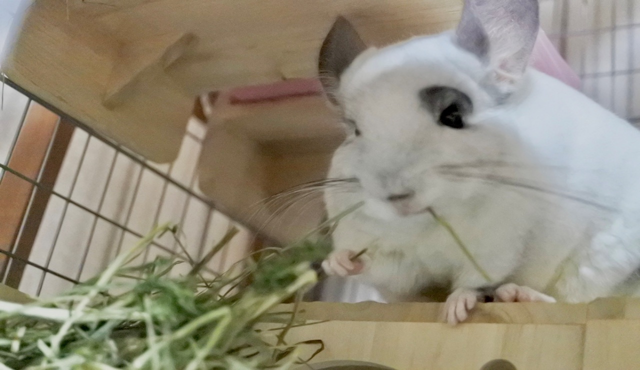 チンチラの食事の画像