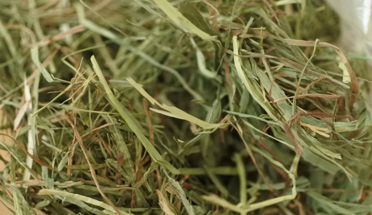 チモシーの画像