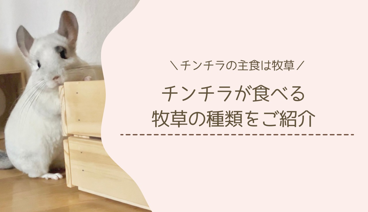 チンチラが食べる牧草